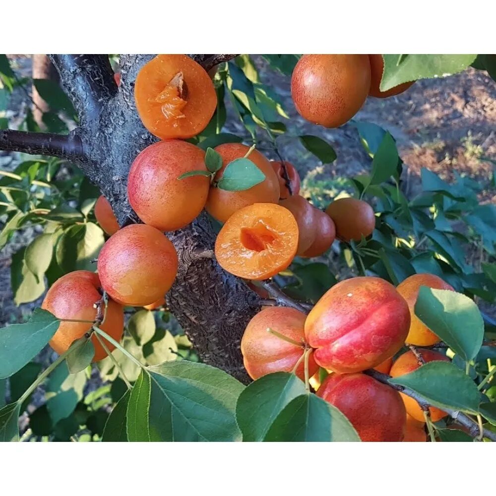 Абрикосы гибриды. Абрикосы гибриды. Гибрид слива персик абрикос шарафуга. Шарафуга (гибрид) голд. Абрикос гвиани.