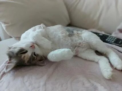 Вялый кот после