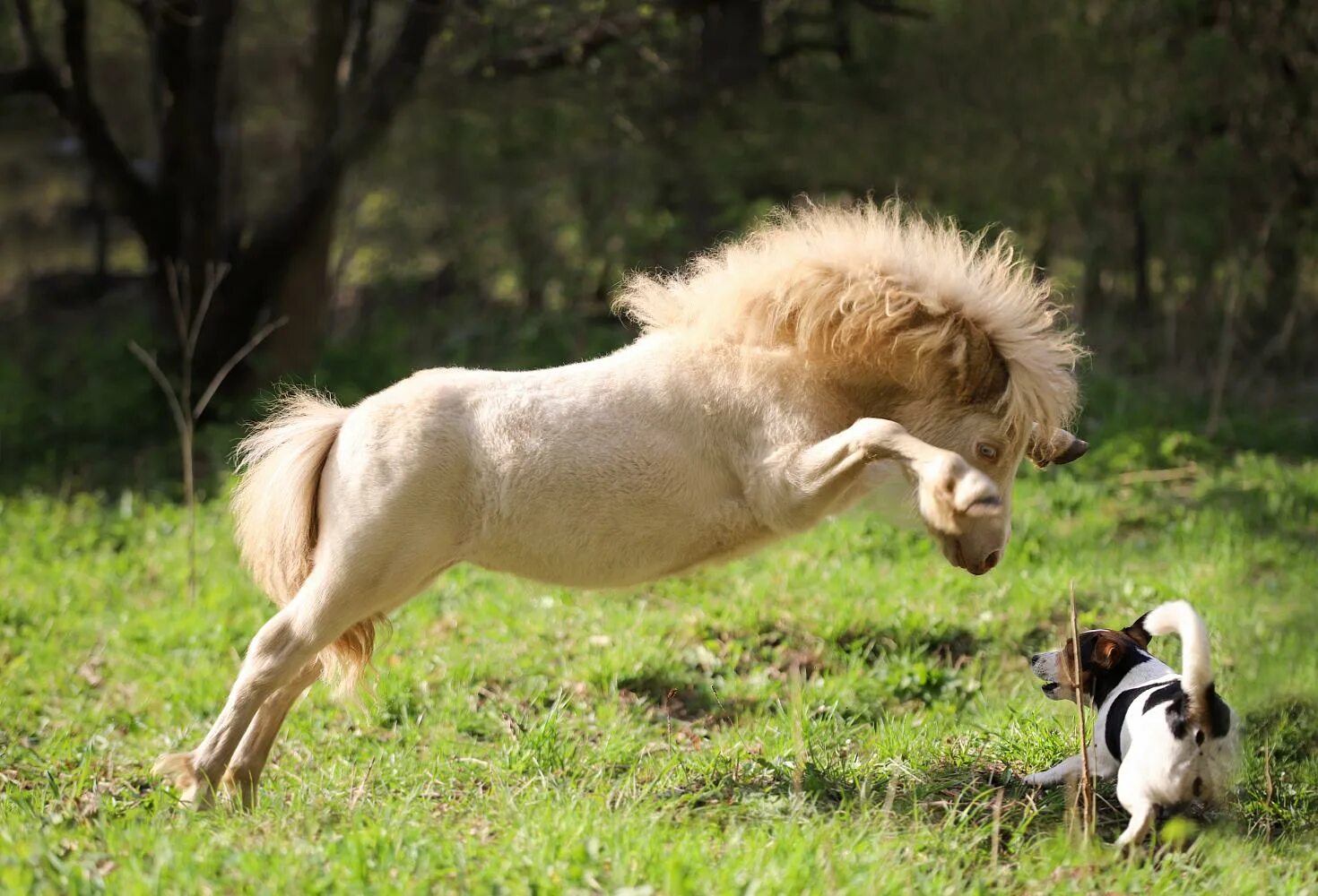 Mini pony. Жеребенок Фалабелла. Мини шетлендский пони. Фалабелла лошадь. Шетлендский пони изабелловый.