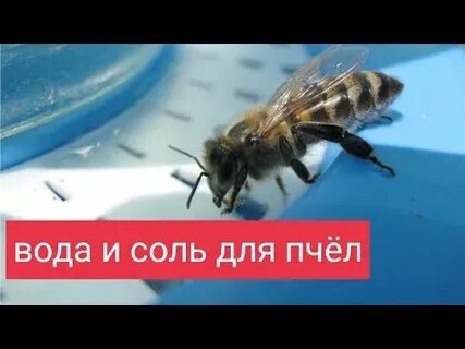 Соль пчелам