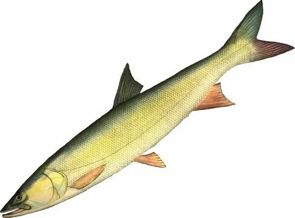 желтощек амурский. рыбы амура желтощек. желтощек рыба. рыбы амура желтощек. рыба желтощек амурский.