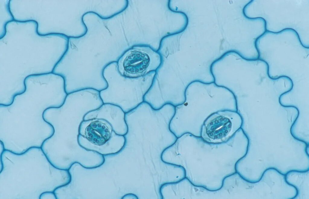 Эпидерма листа под микроскопом. Клетка эпидермиса листа герани. Эпидермис листа герани под микроскопом. Строение эпидермы листа традесканции. Кожица листа традесканции