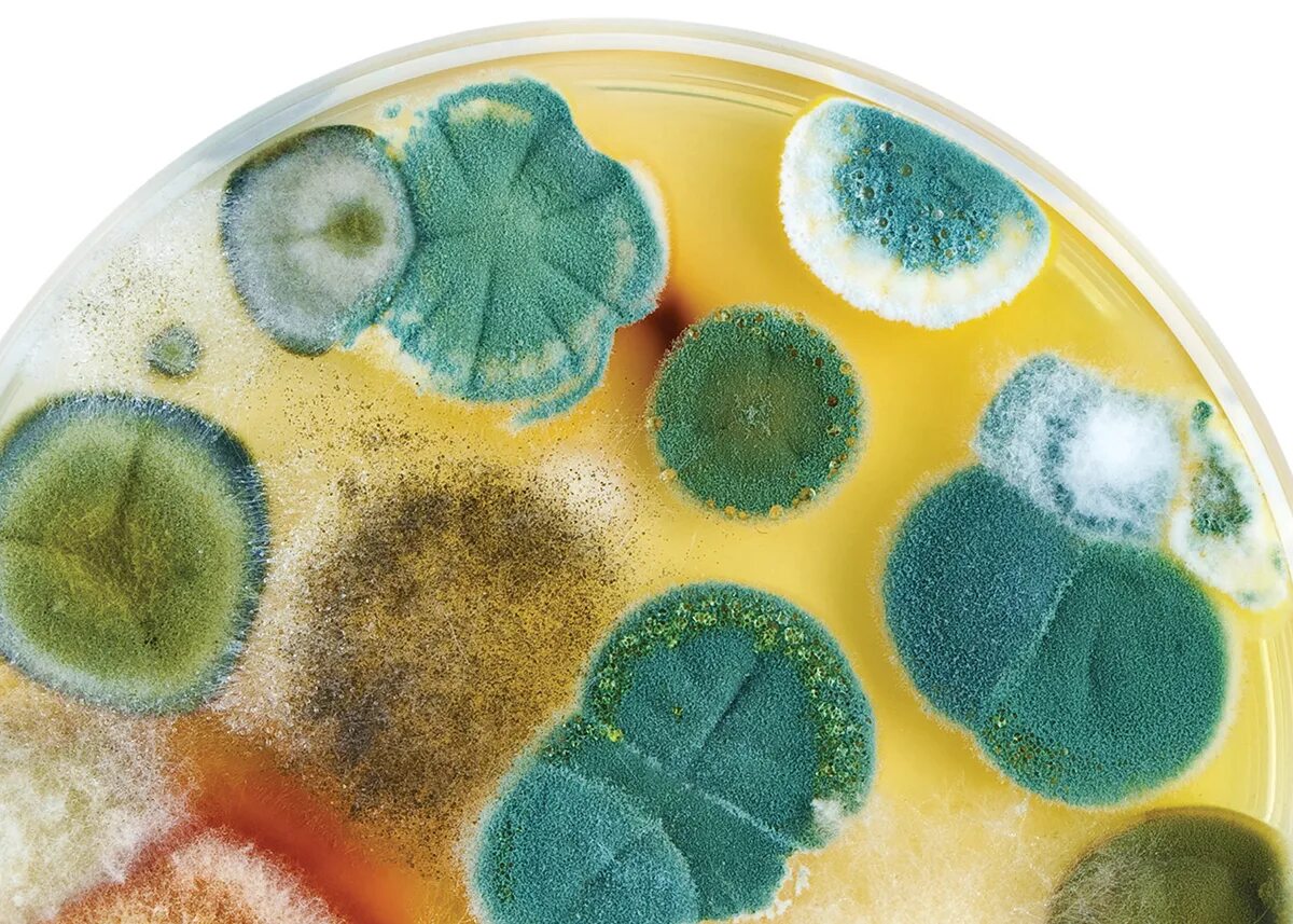 Грибки микроорганизмы. Бактерии грибы простейшие. Болезнетворные микроорганизмы, вирусы, грибы. Бактерии вирусы грибы простейшие. Бактерии вирусы грибы.