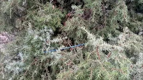 Можжевельник желтеет зимой