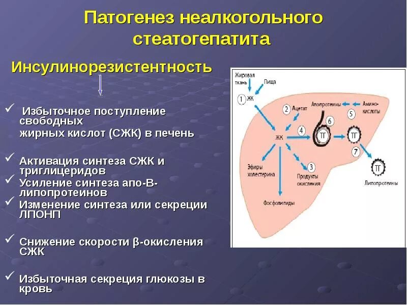 Измененный синтез. Неалкогольная жировая болезнь печени этиология. Патогенез развития инсулинорезистентности. Механизм развития жирового перерождения печени. Инсулинорезистентность и метаболический синдром патогенез.