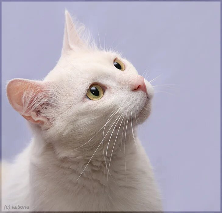 Г н белая. Белый господин. Г н белая. Г н белая. Г н белая.