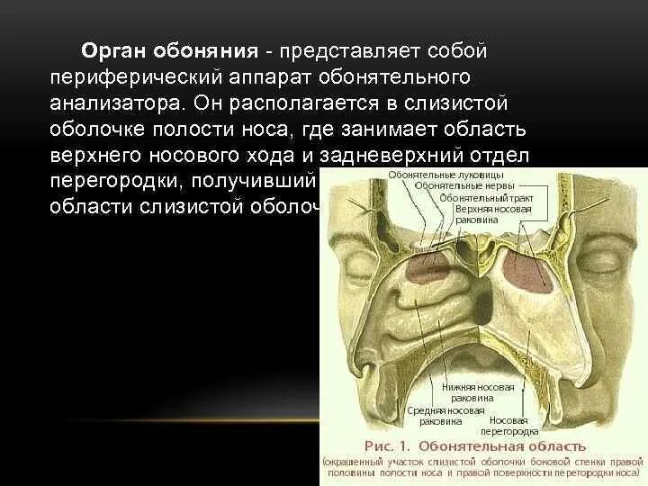 Обонятельный анализатор носовая полость. Периферический отдел обонятельного анализатора расположен. Орган обоняния обонятельный анализатор. Обонятельный анализатор строение и функции.