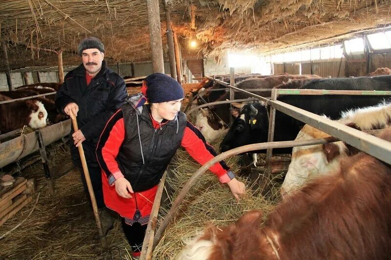 Вакансии хозяйство. Крестьянское фермерское хозяйство. семейное крестьянское хозяйство. оператор животноводческих комплексов и механизированных ферм. крестьянское (фермерское) хозяйство (кфх).