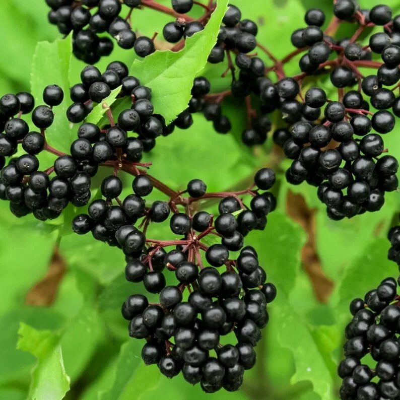 Elderberry. Elderberry. Elderberry. Sambucus elderberry. Бузина макро.