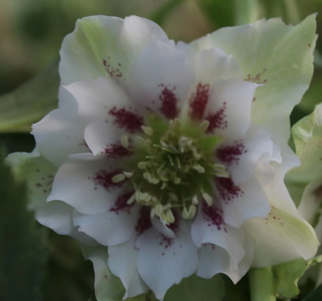 Дабл элен. Морозник Дабл Эллен Уайт. Helleborus orientalis ’Double Ellen Picotee’ ®. Helleborus orientalis Double Ellen White. Морозник Дабл Эллен Пикоти.