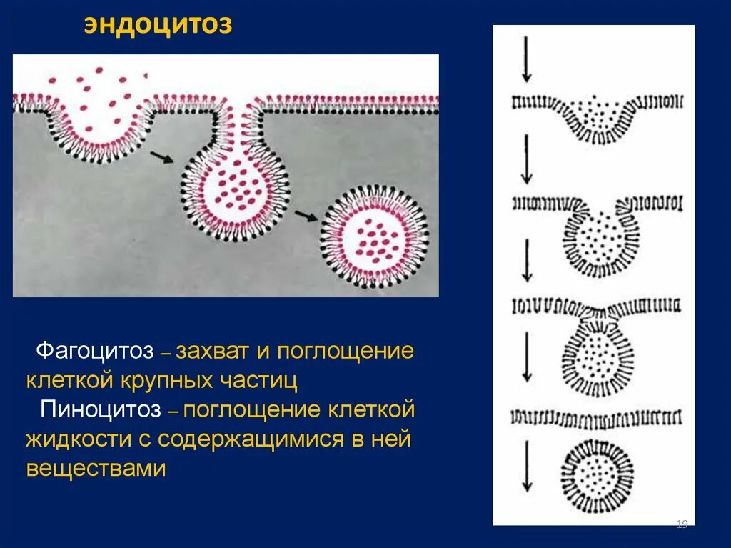 Последовательность эндоцитоза. Пиноцитоз эндоцитоз экзоцитоз. Фагоцитоз и эндоцитоз. Эндоцитоз и пиноцитоз. Фагоцитоз пиноцитоз экзоцитоз.