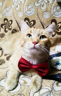 Котик лютик