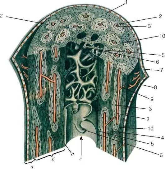 Поперечный срез трубчатой кости. Строение диафиза трубчатой кости гистология. Строение трубчатой кости гистология. Эпифиз трубчатой кости гистология. Компактное вещество трубчатой кости гистология.