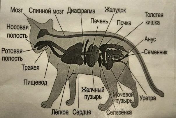 Что внутри кота найдено 86 картинок