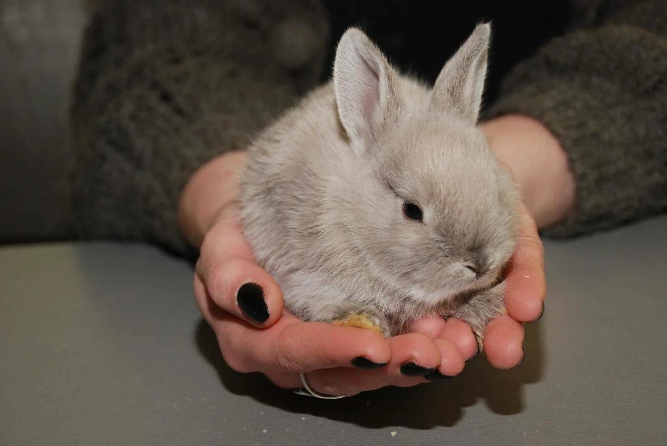 Что можно маленьким кроликам. Карликовый кролик. Кролик домашний декоративный. Декоративные крольчата. Домашние кролики декоративные.