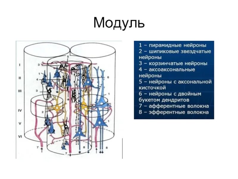 Модульная (корковые колонки) организация коры.. Модуль колонка коры полушарий. Модульное строение коры головного мозга. Колонка модуль коры головного мозга.