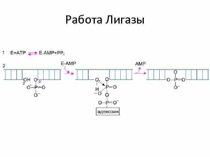 Лигазы примеры. Лигазы примеры