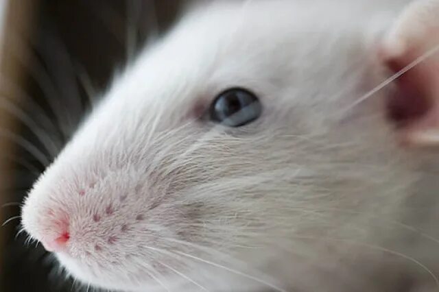 Зрение мыши. Белая крыса. Голубоглазая крыса. Белая мышь. Глаза мыши.