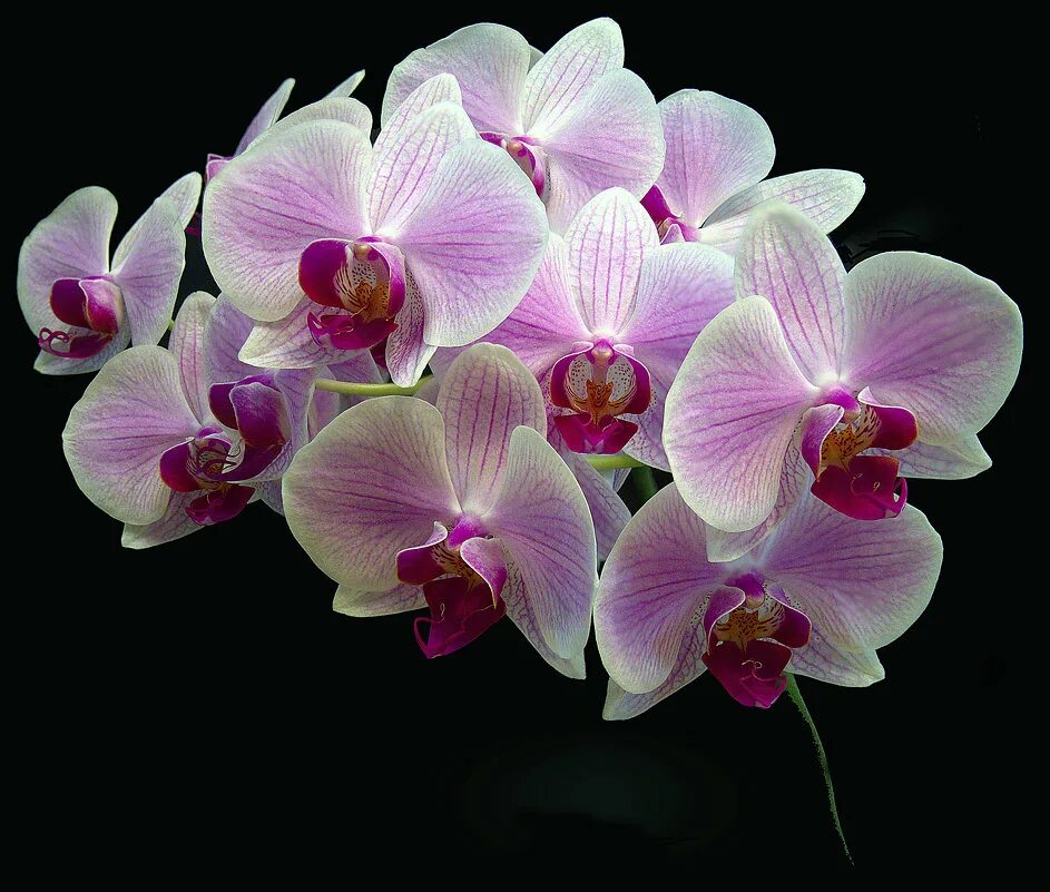 мультифлора микс орхидея. орхидея scenza. фаленопсис мэджик дрим. фаленопсис цветущий d12 h55. орхидея микс d12 h40.