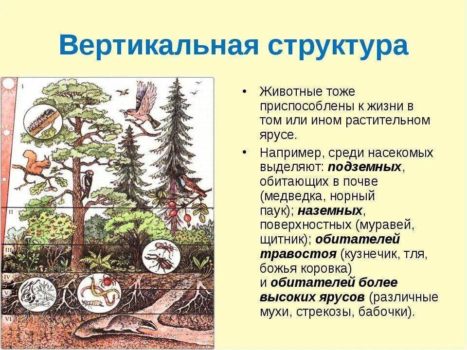 Чем характеризуется биоценоз смешанного леса ярусность плохой. Структура биоценоза ярусность. Ярусность экосистемы. Ярусность Лесной экосистемы. Биоценоз смешанного леса таблица.