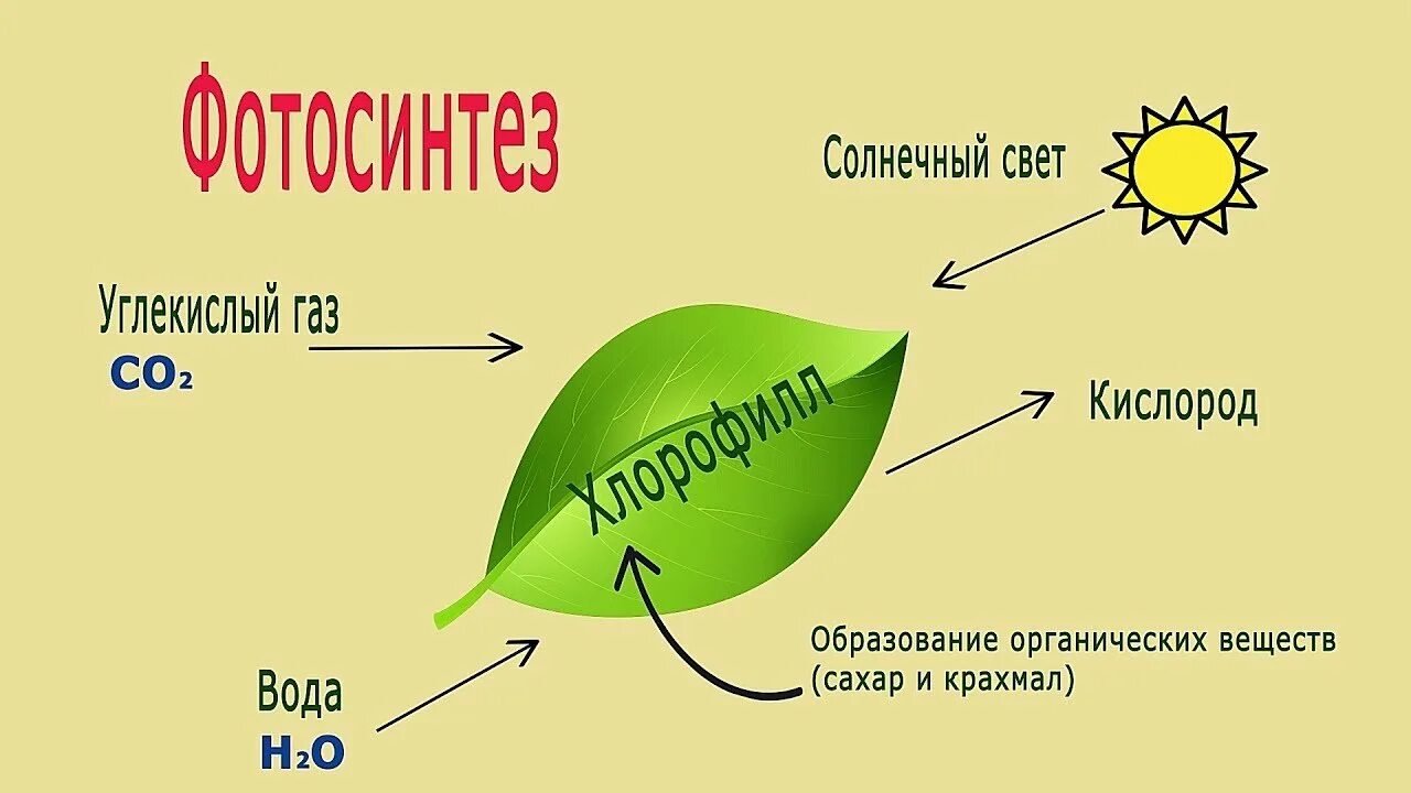 Схема фотосинтеза 6. Схема процесса фотосинтеза 6 класс рисунок. Процесс фотосинтеза процесс. Схема фотосинтеза у растений. Нужен ли свет при фотосинтезе