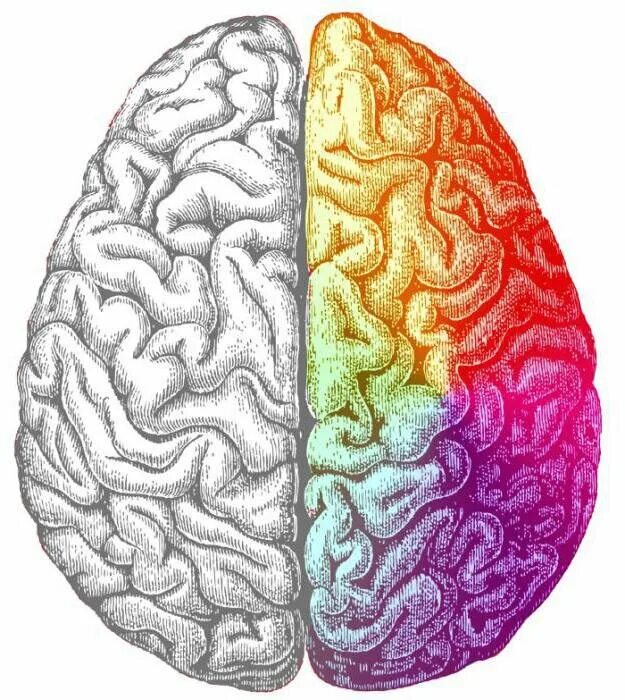 Правом полушарии. Полушария мозга. Правое полушарие головного мозга. Левое полушарие мозга. Левое и правое полушарие.