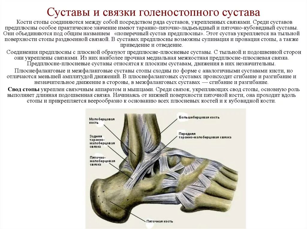 Поверхности голеностопного сустава. Капсульно-связочный аппарат голеностопного сустава. Таранно-пяточный сустав анатомия. Голеностопный сустав анатомия суставная капсула. Наружные связки голеностопного сустава анатомия.