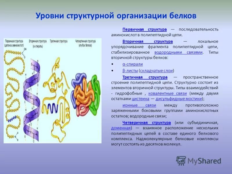 Строение белка уровни организации белковой молекулы. Белки. Уровни структурной организации белковой молекулы. Уровни структурной организации белковой молекулы. Структурные уровни организации молекулы белка. В организации белковых