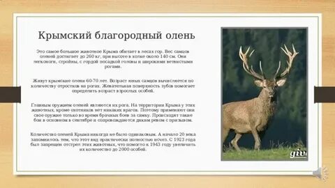 Благородный описание