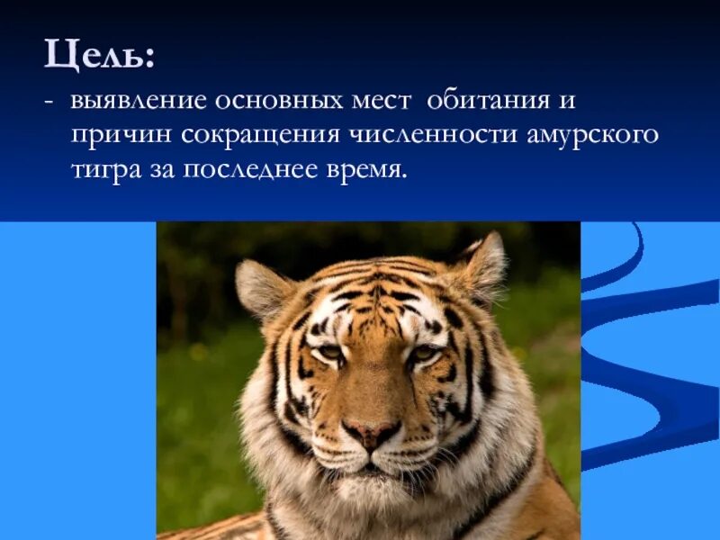Проект про амурского тигра 4 класс Скачать презентацию на тему Проект Амурский тигр