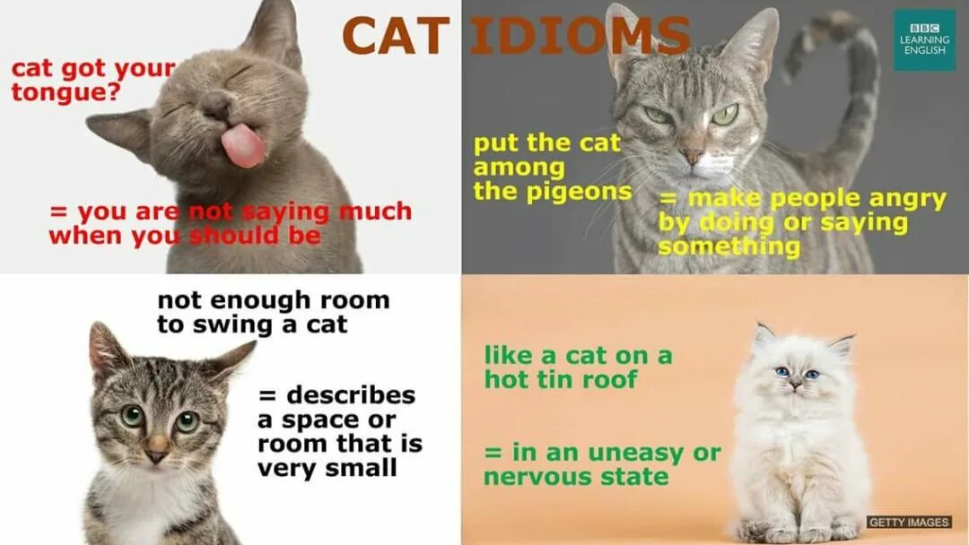 Cat idioms. Cats English idioms. Idioms with Cat. Put the Cat among the Pigeons идиома. These your cats