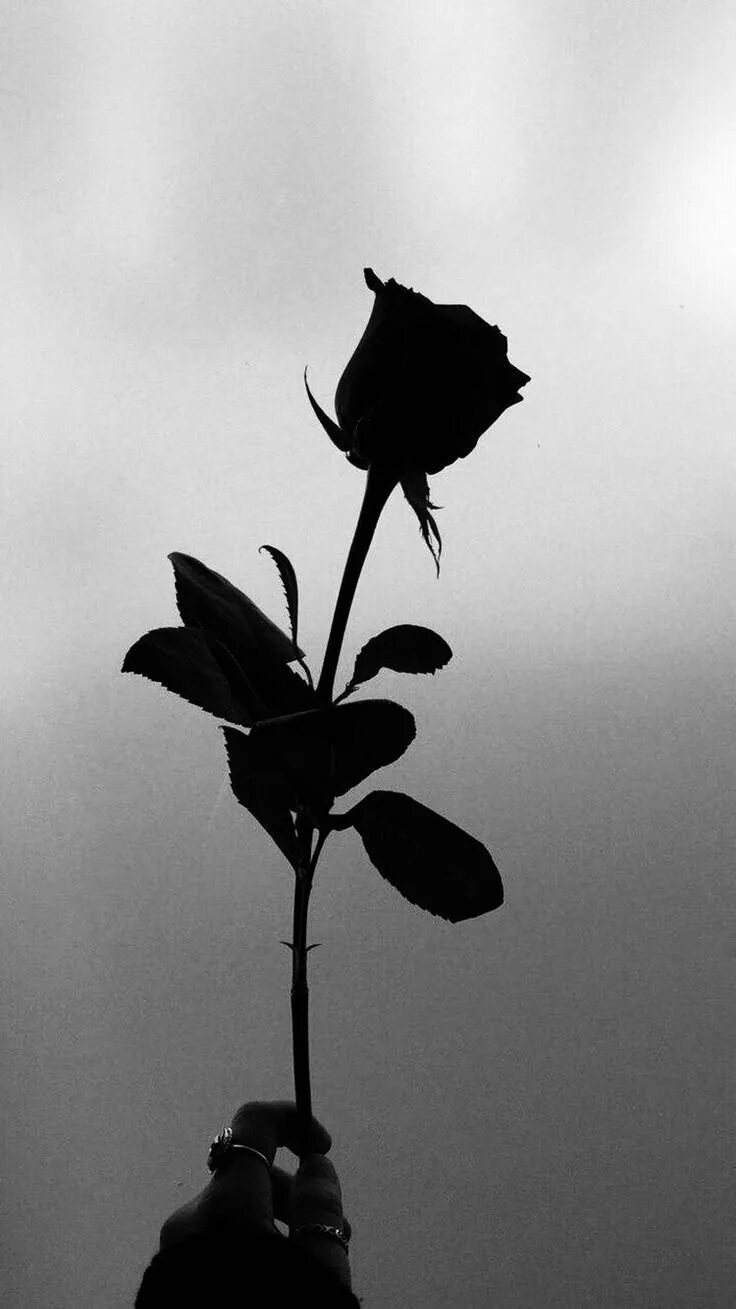 Цветок грустит. Темные розы. Грустный цветок.