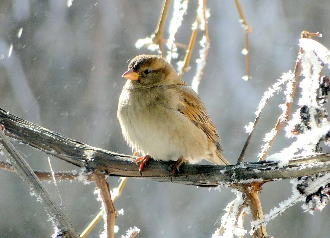 Зимующие птицы кузбасса воробей. Зимние птицы воробей. Воробей зимой. Зимние птицы воробей. Зимующая птица воробей домовый.
