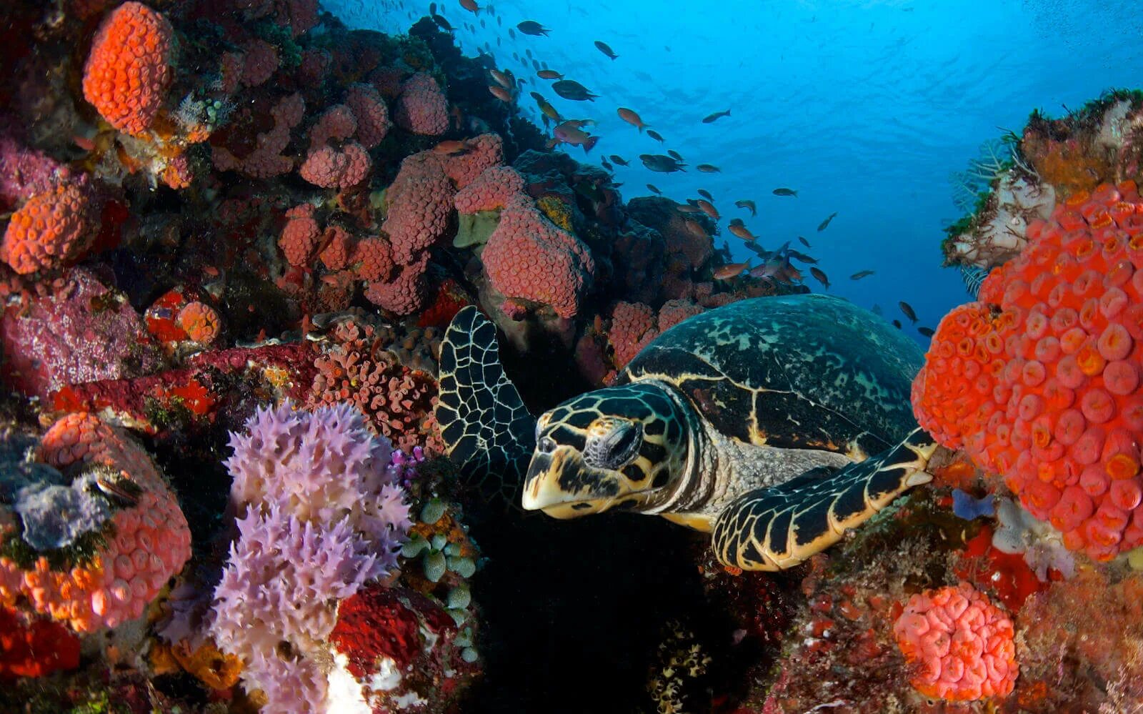 Морские черепахи барьерного рифа. Нац парк Комодо кораллы. Нац парк Комодо кораллы рифы. Остров Комодо дайвинг.