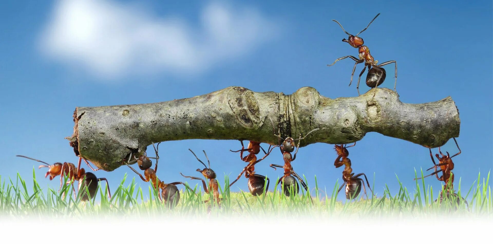 Муравей ползет. Муравьи трудятся. Муравей. Муравей. Муравей тащит.