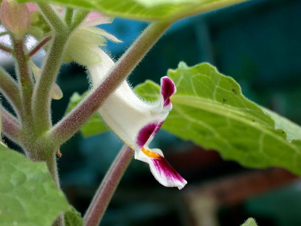 Мартиния душистая фото. Мартиния душистая. Мартиния душистая (Harpagophytum procumbens ). Мартиния Единорог.