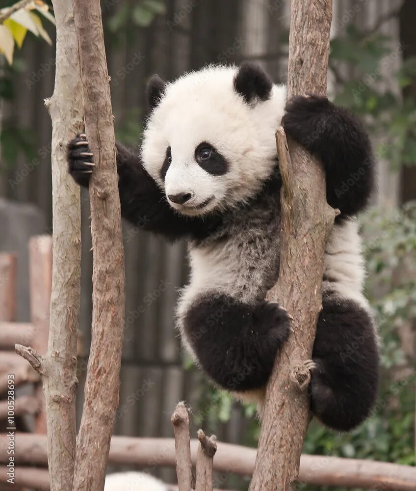 Day pandas