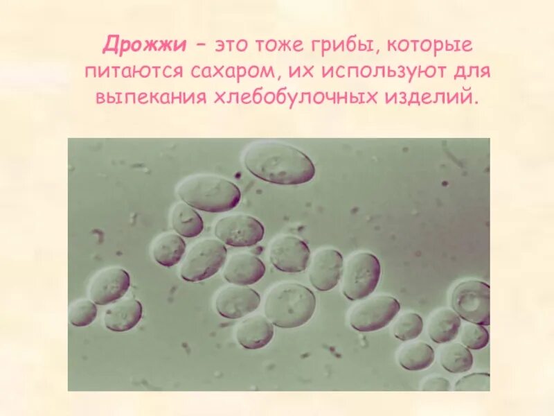 Есть гриб дрожжи. Дрожжевые грибы. Дрожжевые грибы биология. Дрожжи. Питание дрожжевых грибов.