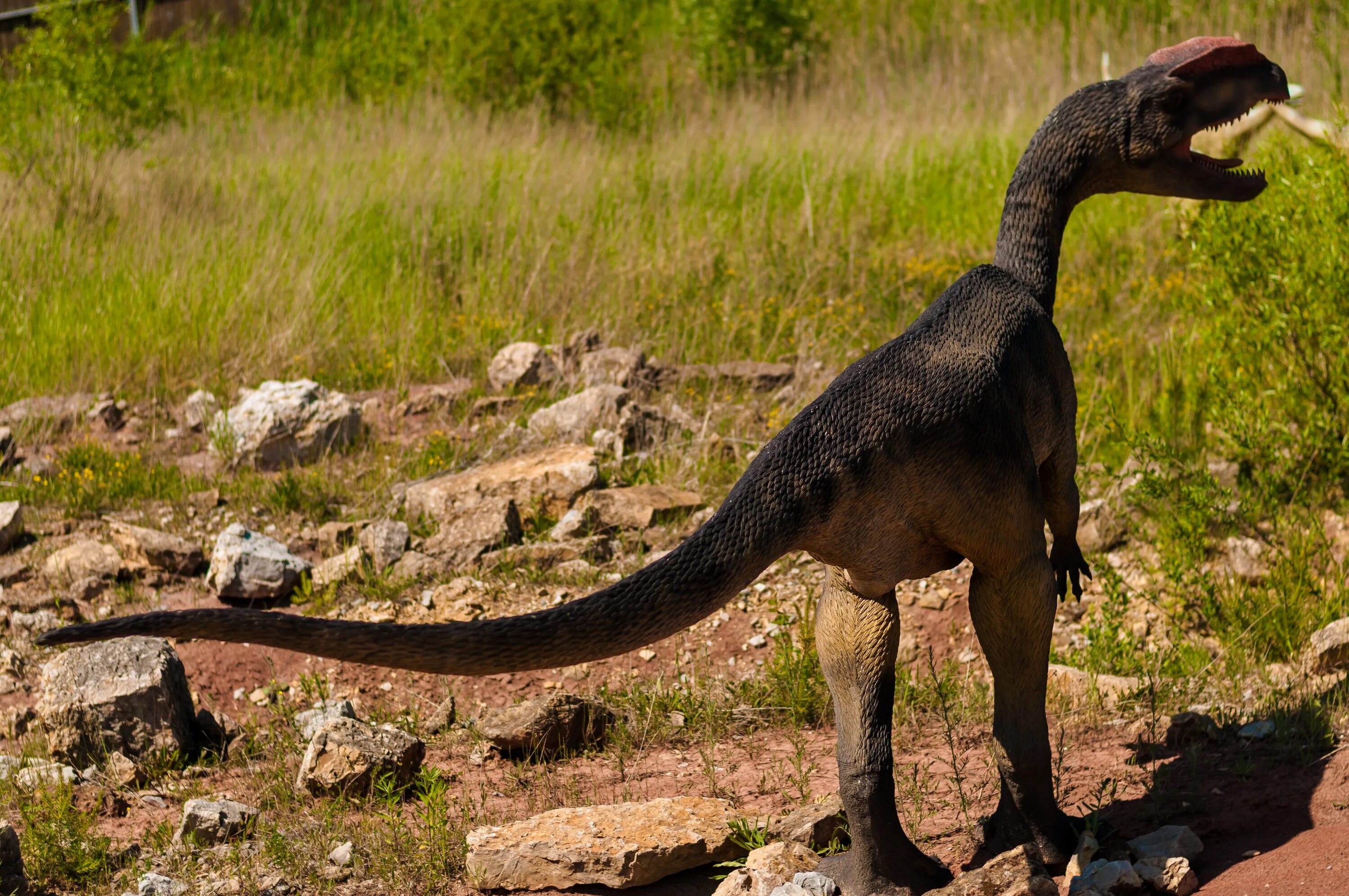Вымерший ящер. Динозавр кенгуру. Серый динозавр. Динозавры Австралии. Динозавры Монголии.