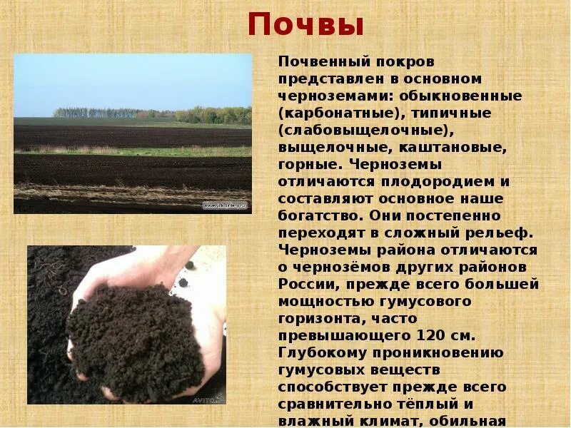 Какая почва преобладает