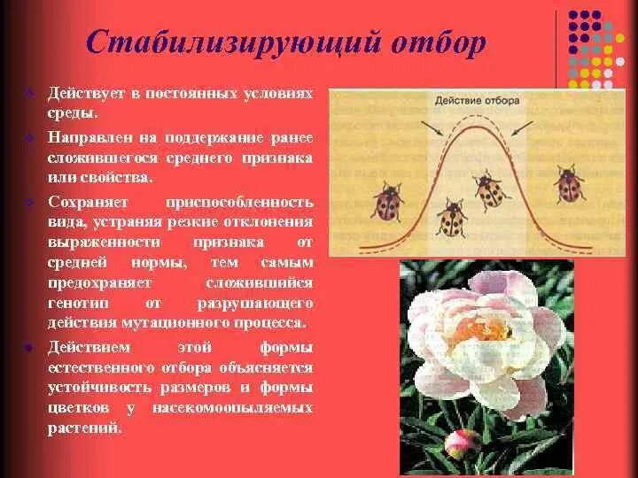 Условия среды стабилизирующего отбора