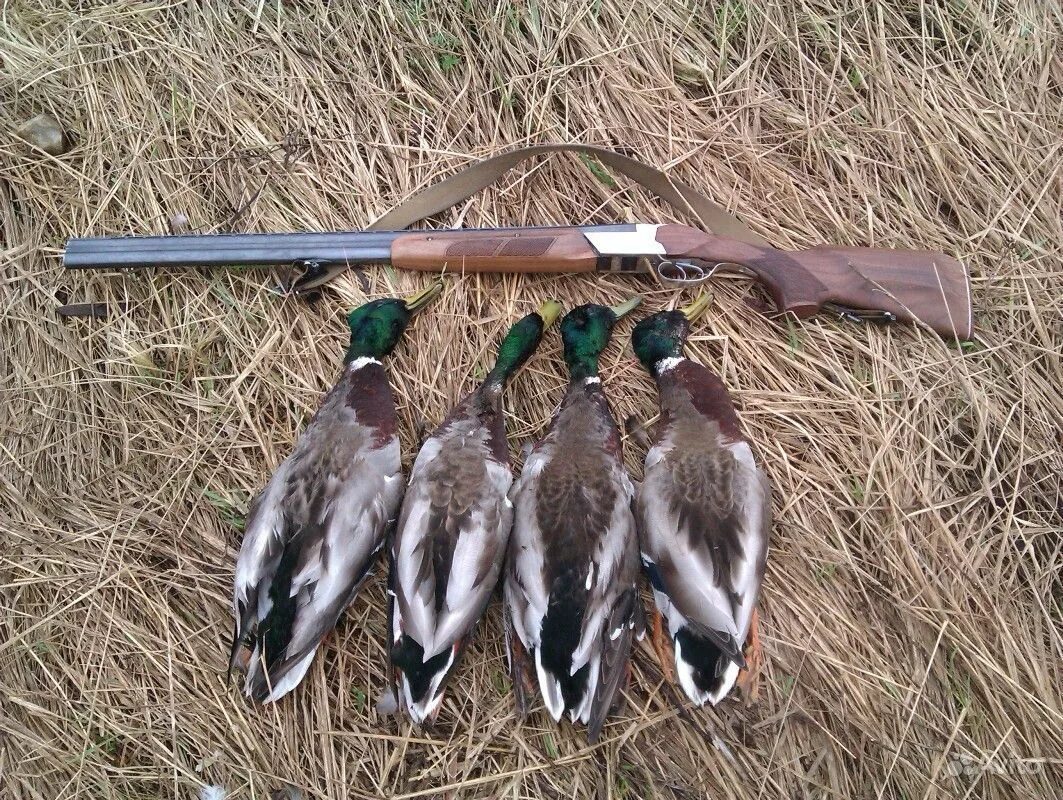 Охотник на утку. Весенняя охота. Весенняя охота на селезня гуся. Весенняя охота 2022 уток с чучелами. Весенний селезень на охоте мц2001.