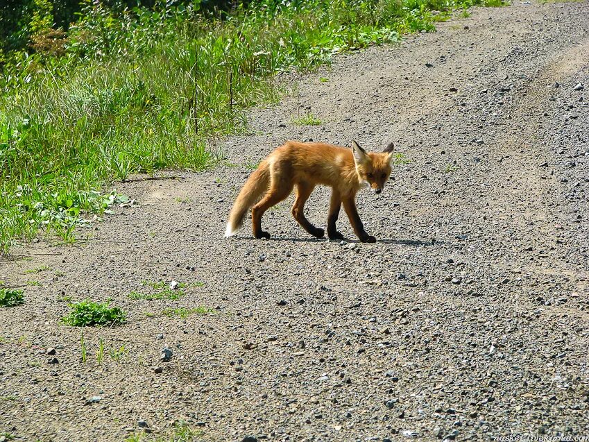 лисенок на дороге. лиса перебегает дорогу. лиса на дороге. лиса в свете фар. лисенок на дороге.