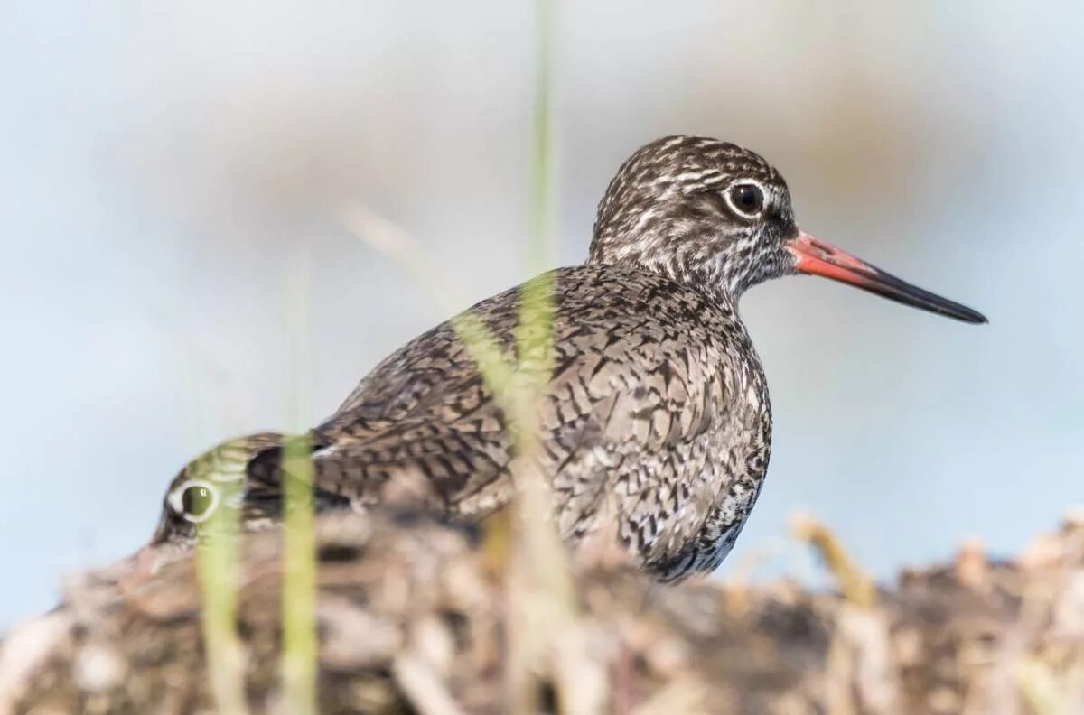 Кулик травник птица. Травник - Tringa totanus. Травник птица фото. Common Redshank. Травник птица