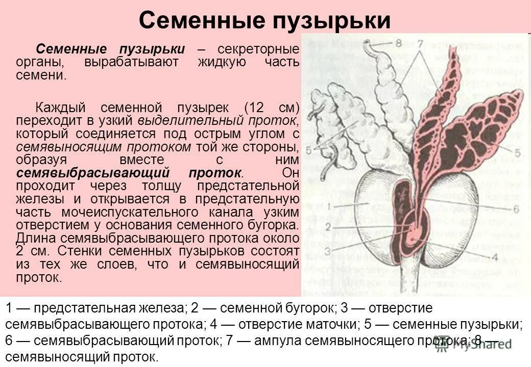 Семенные пузырьки семявыносящий проток топография. Структуры предстательной железы и семенных пузырьков. Семенной пузырек строение и топография. Семенные пузырьки анатомия строение.