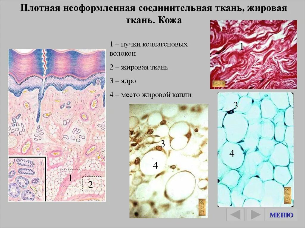 Плотная соед ткань. Плотная неоформленная соединительная ткань жировая ткань. плотная волокнистая неоформленная соединительная ткань кожа пальца.