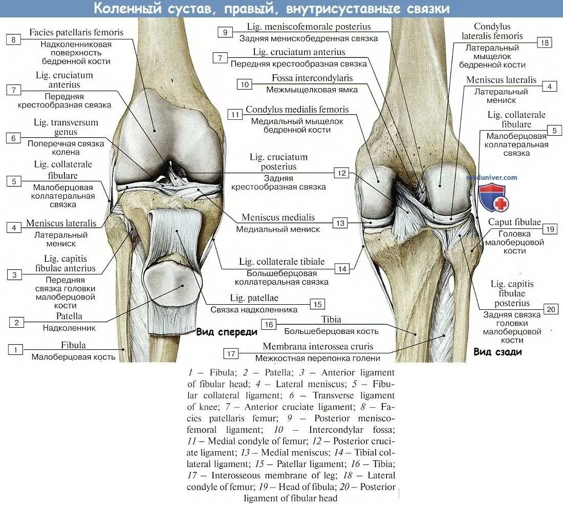 Что значит связки. Анатомия коленного сустава кости. Коленный сустав анатомия человека связки сбоку. Анатомия коленного сустава и связок вид сзади. Строение коленного сустава человека вид сзади.