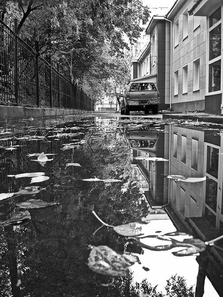 Фото черно-белые, листья, деревья (35 фотографий)