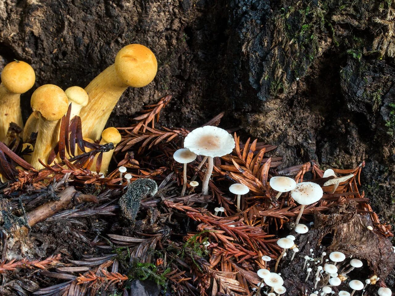 грибы в еловом лесу. грибы в еловом лесу. гриб боровик еловый. грибы в хвойном лесу. грибы в лесу.