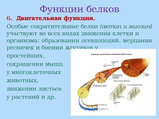 Белки выполняющие двигательную функцию. Сократительные белки актин и миозин функции. Двигательная функция белков актин и миозин. Двигательная функция белка. Сократительная двигательная функция белков.